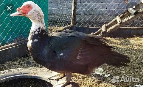 Индоутки, мускусные утки