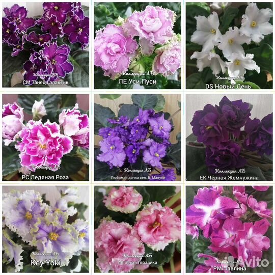 Фиалки сортовые