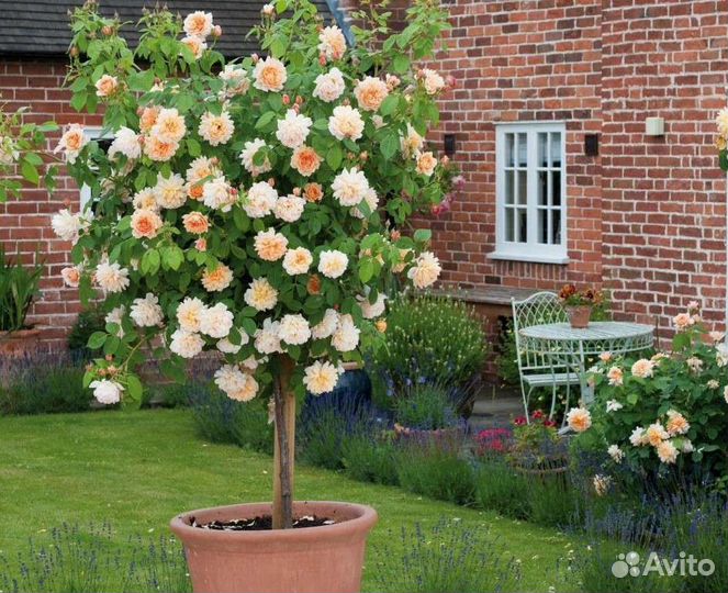 Саженцы 4-х цветной розы на штамбе