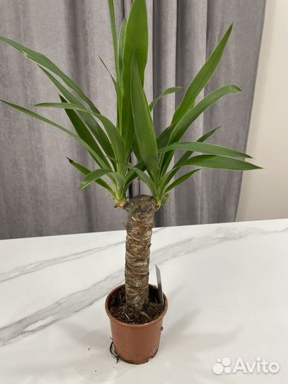 Комнатные растения с доставкой