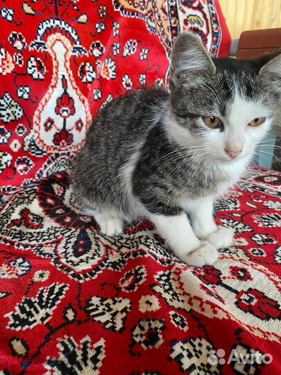 Котята в добрые руки бесплатно