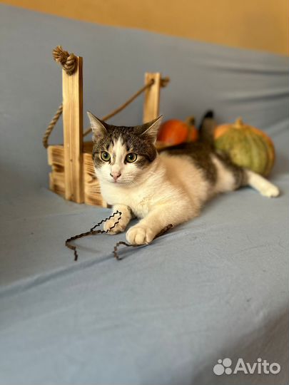 Котик Еван в любящую семью