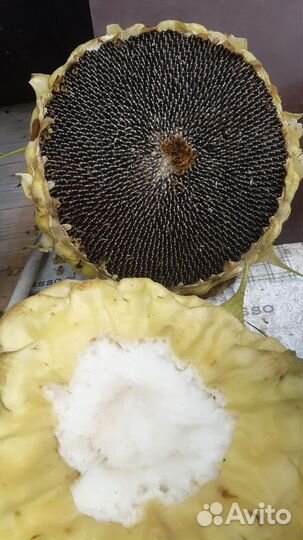 Огурцы. Кабачки. Помидоры. Тыква. Ягода