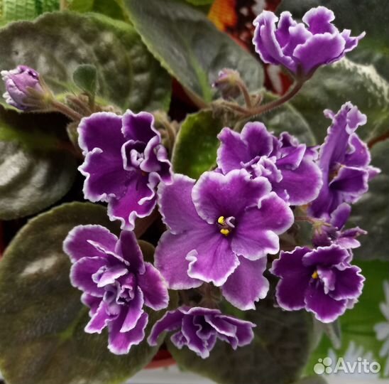 Сенполия (узамбарская фиалка)