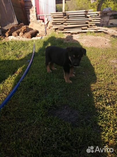 Немецкая овчарка в добрые руки