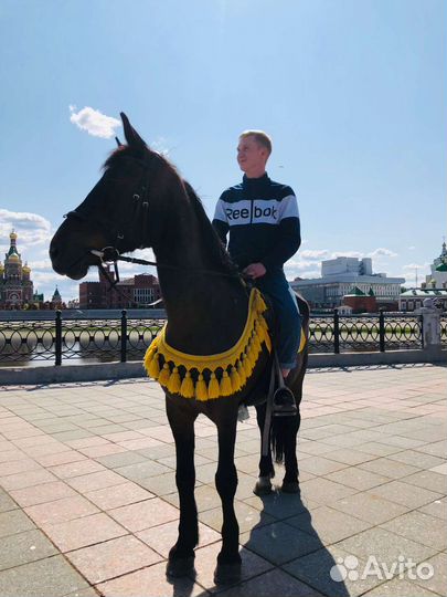 Упряжная рабочая лошадь обмен