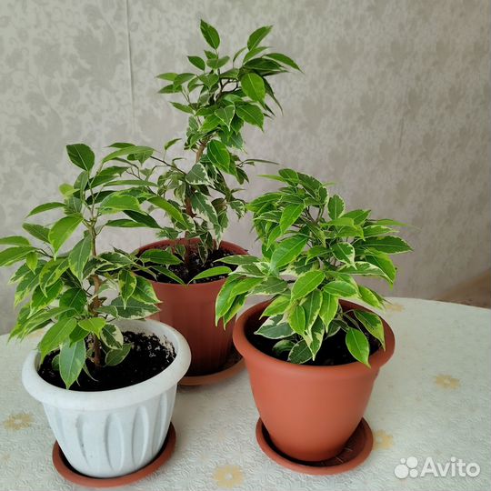 Комнатные цветы