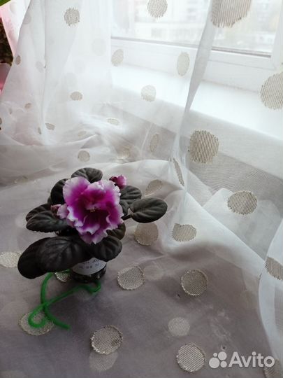 Сортовые фиалки