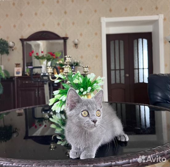 Девон Рекс F1 мальчик