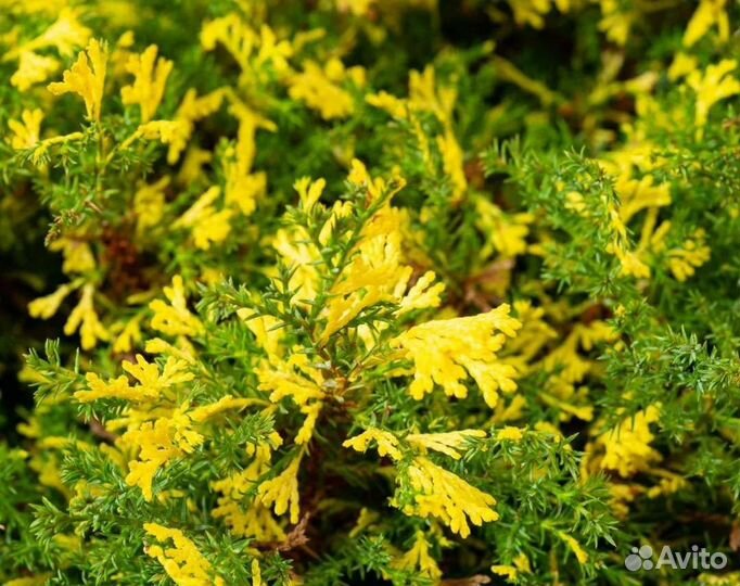 Хвойные растения