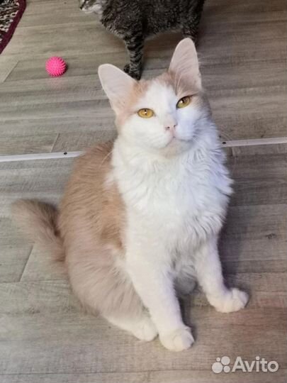 Том ищет дом