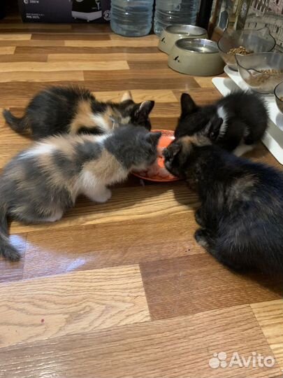 Котята в добрые руки
