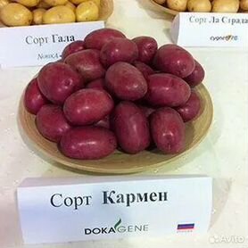 Семенной картофель