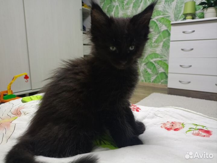 Котята мейн-кун