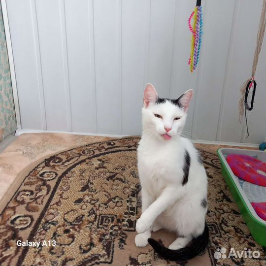 Кошечка Муля