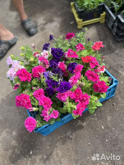 Виолла рассада