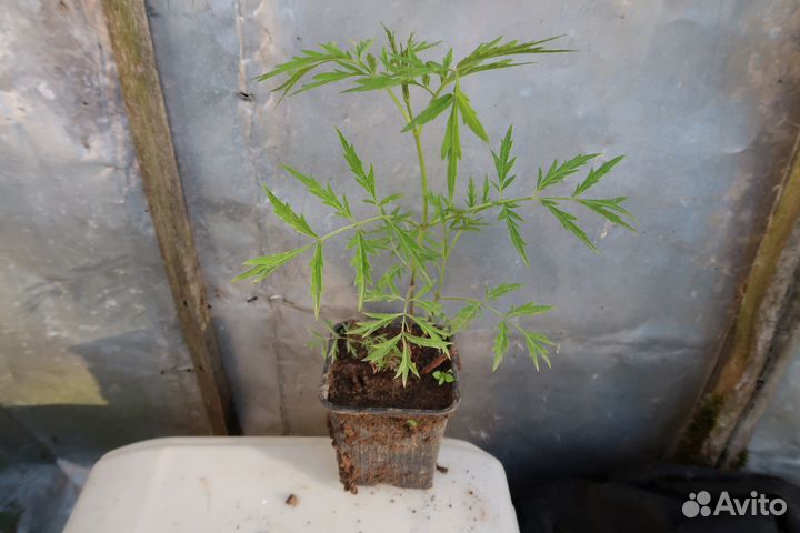 Бузина черная Лациниата