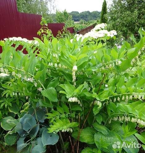 Многолетние цветы