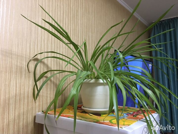 Хлорофитум