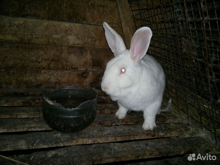 Кролики (самцы, самки)