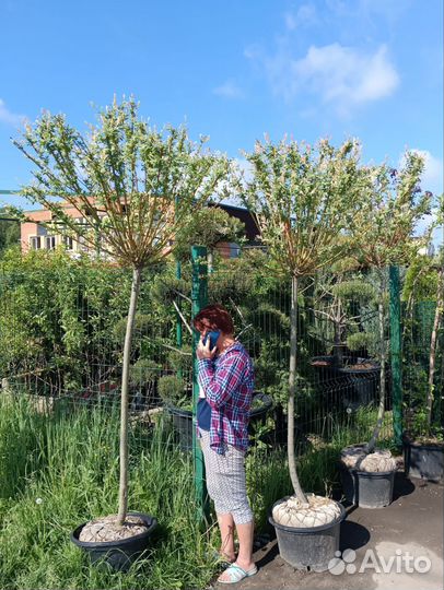 Ива хакуро нишики на штамбе