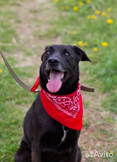 Собака в добрые руки