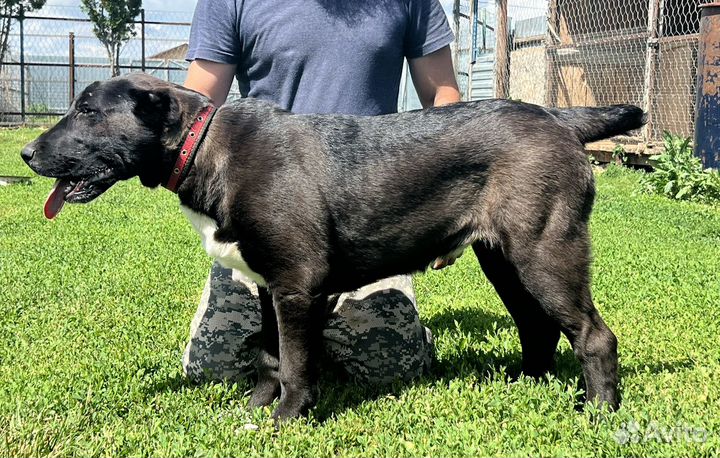 Среднеазиатская овчарка