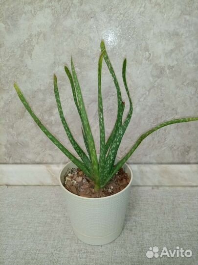 Алоэ продам или обменяю на суккулент