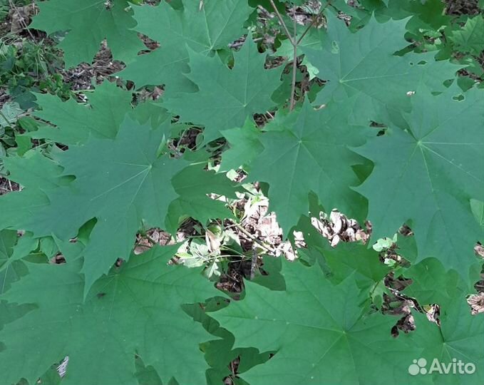 Клен Канадский Саженец