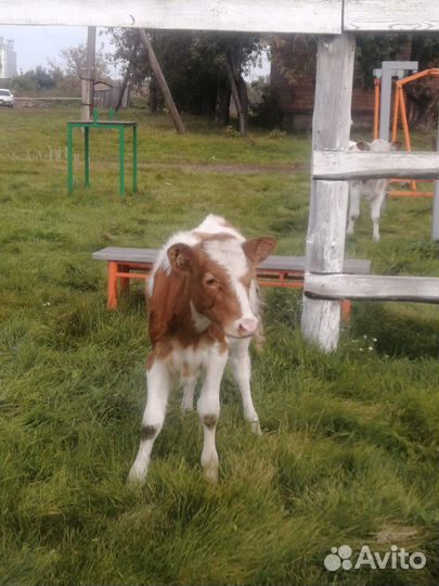 Продам телят