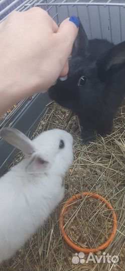 Мини кролики
