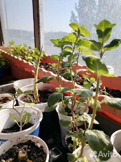 Рассада мяты