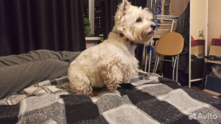 Передержка собак мелких пород