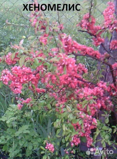 Саженцы, цветы многолетники