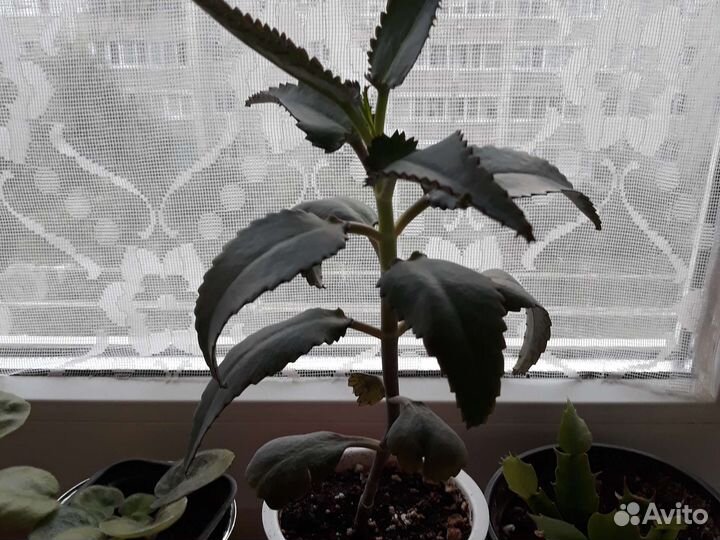 Каланхоэ лечебное