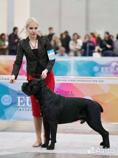 Star Karuna Viking вязка