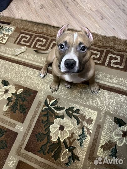 Американский булли покет