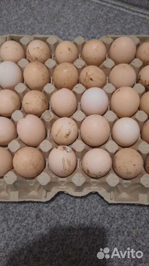 Инкубационное яйцо бройлера росс 308