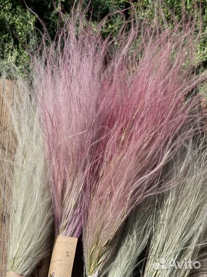 Ковыль (стифа)