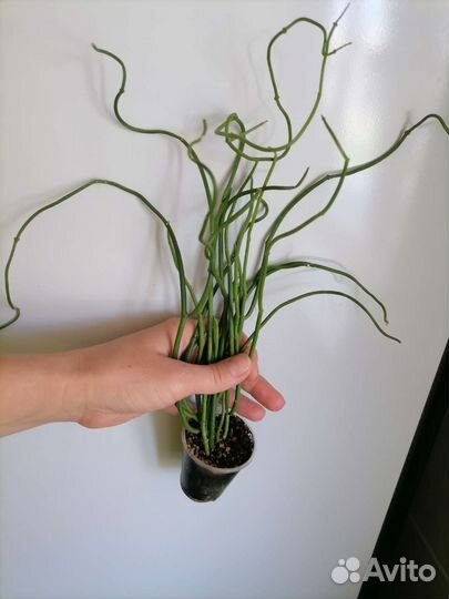 Церопегия амплиата