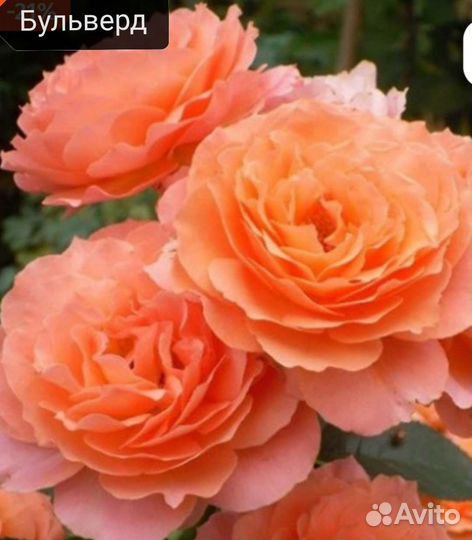 Роза шраб Бульверд. Саженцы на осень 2023г