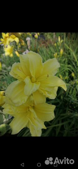 Лилейники махровые. Купена вариегатная и обыкновен