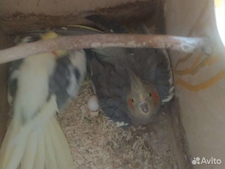 Птенцы волнистый попугай