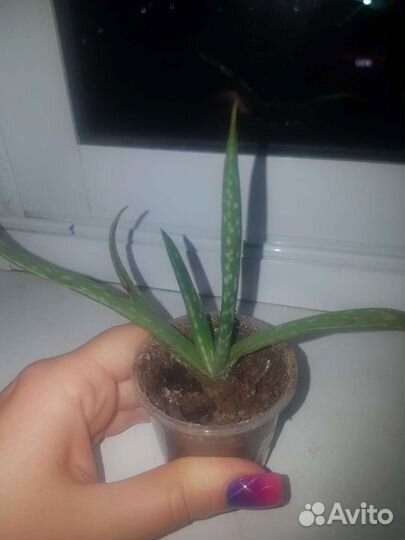 Алое лечебный