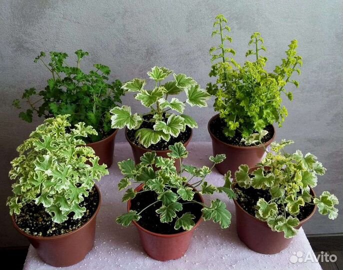 Душистая пеларгония герань