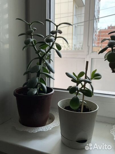 Спатифиллум, толстянка, Традисканция