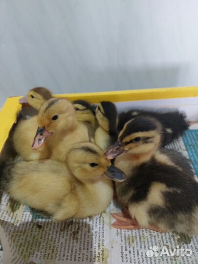 Мускусные утята