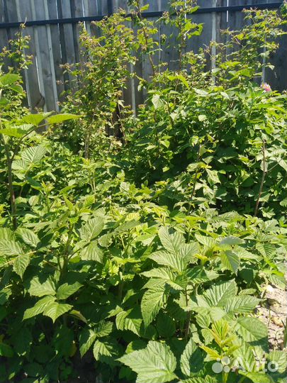 Ремонтантная малина