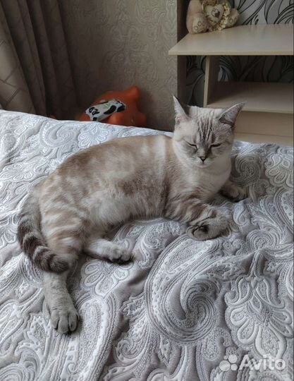 Передержка кошек на время отпуска