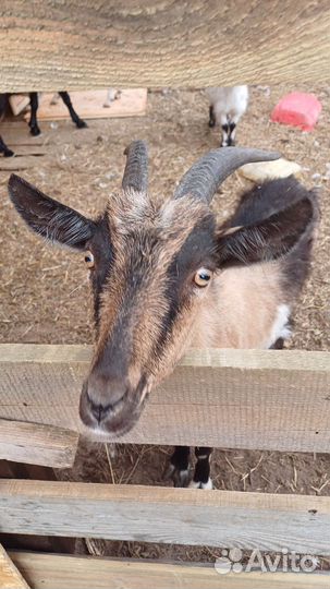 Продам козу